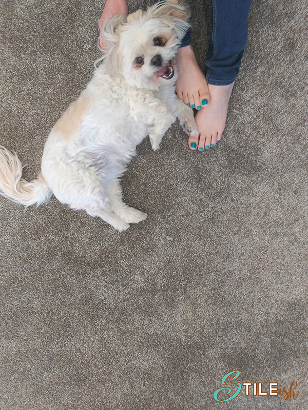 Stileish carpet